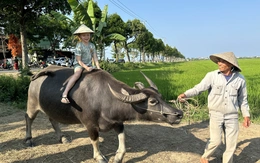 Du khách hào hứng trải nghiệm cưỡi trâu, chụp ảnh giữa đồng lúa ở Hội An