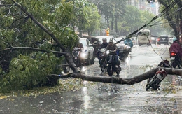 Cây xanh bật gốc giữa trời mưa, đè trúng người đi xe máy ở Hà Nội