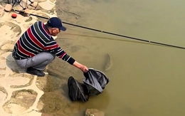 Cá lóc 'thất tình' dâng mình cho cần thủ bắt