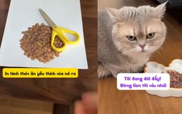 Chú mèo nổi cáu vì bị ông chủ troll