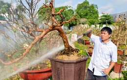 Sau Tết, nhà vườn ở TP.HCM tất bật 'hồi sức' mai vàng