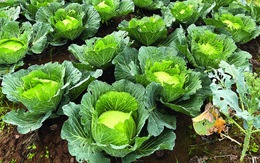 Cây cải về trời...