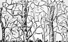 Quiz: Bạn quyết đoán, điềm tĩnh hay đầy tham vọng?