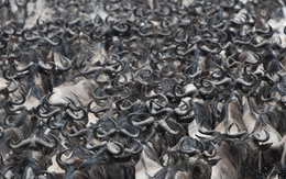 Những cuộc di cư ngoạn mục và khắc nghiệt nhất hành tinh