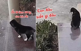 Chú chó giả vờ vô tội khi làm vỡ cốc thủy tinh