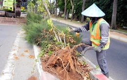 Di dời hơn 4.600 cây huỳnh liên, cải tạo trục đường cửa ngõ Vũng Tàu từ 6 lên 8 làn xe