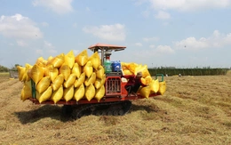 Nông dân miền Tây xoay xở với chi phí tăng