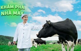 Khám phá hành trình 12 bước: Từ đồng cỏ xanh đến ly sữa sạch TH