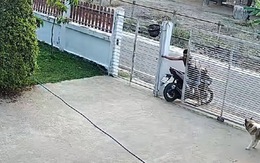 Ông chủ lùi xe máy ra cổng kiểu ngược đời để chó cưng không theo