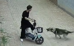 Chú chó hổ báo hoảng hồn bỏ chạy vì chàng trai hét to hơn mình