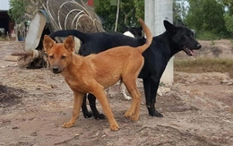 4 người chết vì bệnh dại trong 3 tháng đầu năm, Tây Ninh tiêm phòng đợt chính hơn 135.000 liều