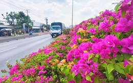 Ngắm hoa giấy vào mùa nở rực dọc dải phân cách nhiều con đường tại TP.HCM