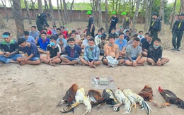 Công an TP.HCM triệt phá sới gà dùng thủ đoạn lừa đảo tinh vi giảm cân gà từ xa