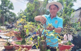 Nhà vườn ở Bình Lợi, Hóc Môn vào vụ 'hồi sức' mai vàng sau Tết