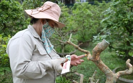 Nhà vườn hướng dẫn chăm mai vàng sau Tết đúng cách