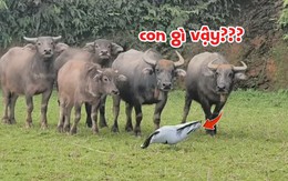 Đàn trâu chạy té khói vì bong bóng hình ngựa