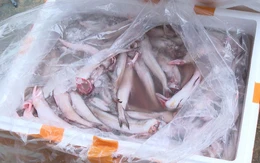 Bộ Nông nghiệp và Môi trường trả lời cử tri TP.HCM về giải pháp ngăn thực phẩm bẩn, dùng chất cấm