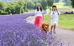 Khám phá mùa hoa rực rỡ tại vùng Kanto, Nhật Bản