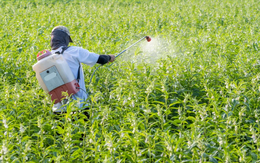 Nghiên cứu chấn động: Thuốc diệt nấm có thể tàn phá sức khỏe 20 thế hệ