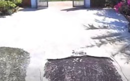 Chú chó khiến người xem trầm trồ vì quá tháo vát