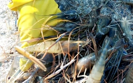 Mưa trái mùa xuất hiện, người dân gấp rút bảo vệ tôm càng xanh khỏi sốc nhiệt độ