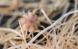 Bất ngờ đậu có thể sống, ra hoa và tạo hạt trong đất Mặt trăng