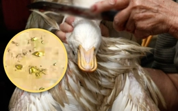 Phát hiện vàng trong dạ dày vịt ở Trung Quốc