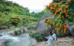 Hoa rì rừng bung nở, vẽ 'suối hoa' giữa núi rừng Đà Nẵng