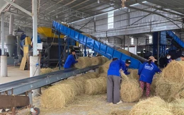 Thu mua rơm làm 50.000-60.000 tấn 'bánh rơm' vừa cho chăn nuôi, vừa bảo vệ môi trường
