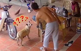 Chú chó ngơ ngác vì bị cậu chủ 'gắp lửa bỏ tay người'