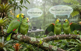 Vì sao một số loài chim có thể 'nói' tiếng người?