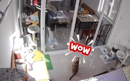 Chú mèo đứng hình vì cô chủ sử dụng 'thiết đầu công'