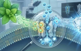 Giải mã bí ẩn cảm giác mát lạnh của bạc hà