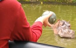 Hà mã bực bội vì tưởng bị cô gái trêu chọc