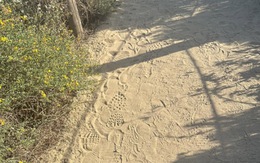 Mắt 10/10 mới thấy con tắc kè ở đâu?