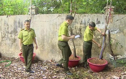 Kiểm lâm Thanh Hóa cảnh báo thú chơi cây muội hồng, coi chừng vi phạm pháp luật