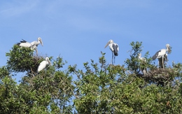 Đồng Tháp mạnh tay xử lý nạn săn bắt động vật hoang dã, bắt thủy sản bằng điện