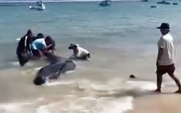 Cá voi hơn 2 tấn dạt vào bờ, người dân đẩy ra biển nhiều lần vẫn quay trở lại