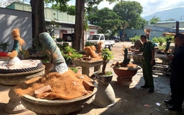 Truy nguồn gốc 42 gốc mai vàng bị tịch thu ở Côn Đảo