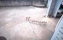 Chiếc camera an ninh thấy được '3 hồn 7 vía' của chó cưng