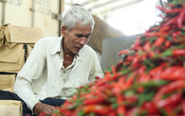 Ớt rớt giá còn 5.000 đồng/kg, nông dân Quảng Ngãi lao đao