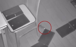 Đặt bẫy keo khắp nhà vẫn không bắt được con chuột tinh quái