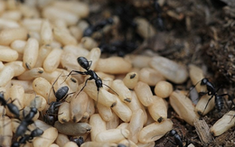 Sốc phản vệ nguy kịch sau khi ăn món trứng kiến