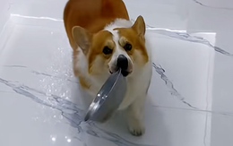 Chó cưng cay cú khi bị cô chủ lừa