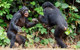 ‘Nội chiến’ hiếm gặp ở tinh tinh: Điều gì đang xảy ra?