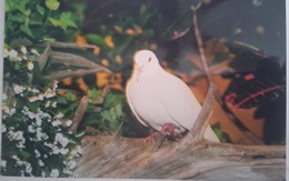 Chú chim bồ câu lập kỷ lục thế giới 'già hơn trái cà'