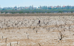 Cây mắm biển trong rừng ngập mặn chết hàng loạt