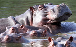 Colombia lên kế hoạch tiêu hủy 80 con hà mã để bảo vệ hệ sinh thái