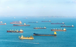 Tiếng ồn tàu thuyền khiến động vật biển căng thẳng, rối loạn hành vi