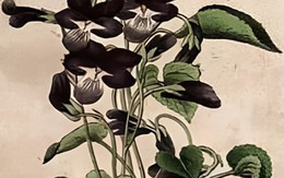 Thử tài tinh mắt: 3 khuôn mặt ẩn giấu ở đâu?